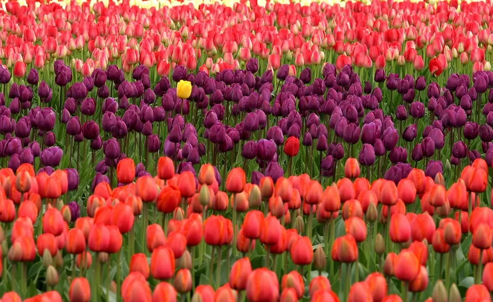 Kontrastprincippet og tulipaner